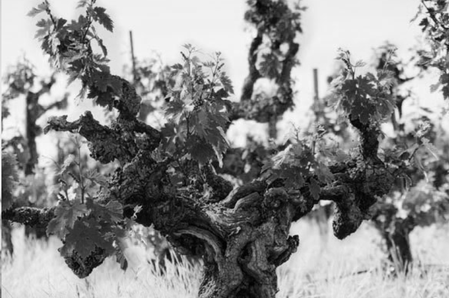 Grist Vineyard, Dry Creek Valley
