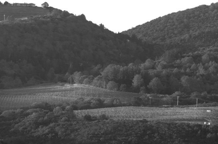Rodgers Vineyard, Yountville